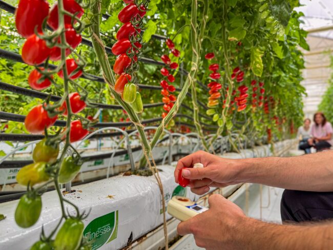 Interview Matthieu Maxant Sakata Vegetables Europe